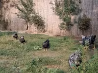 Chickens — Foto 3