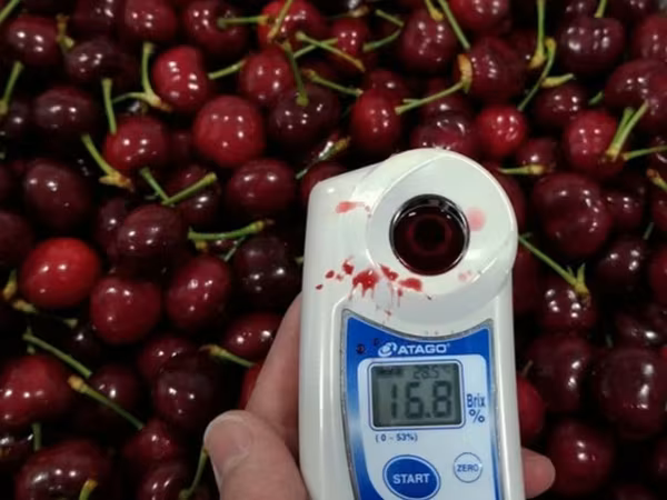 Refractometre și salinometre digitale Atago pentru fructe, siropuri, gemuri și multe altele!