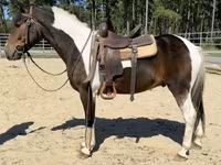 Pastuv, American paint horse — fotografija 4