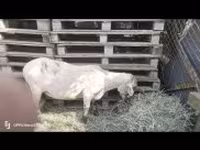 كبش, الأغنام — الصورة 2