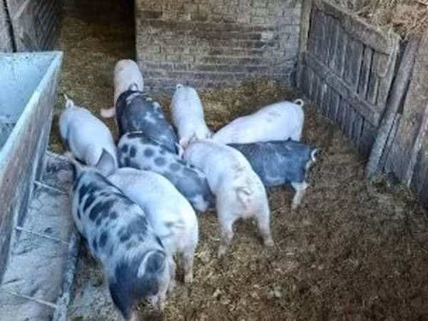 Verrat, Porcs