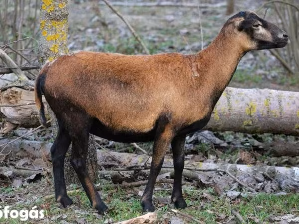 Schaf, Cameroon sheep