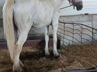 घोड़ी, Lipizzaner — फ़ोटो 1
