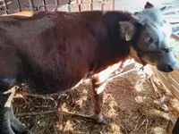 ثور, Simmental cattle — الصورة 5
