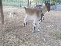 母山羊, Alpine goat — 照片 6