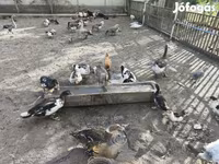 Ducks — फ़ोटो 4