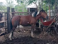 Pastuv, Altai horse — fotografija 6