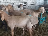 Қошқар, Hissar sheep — 2-сурет