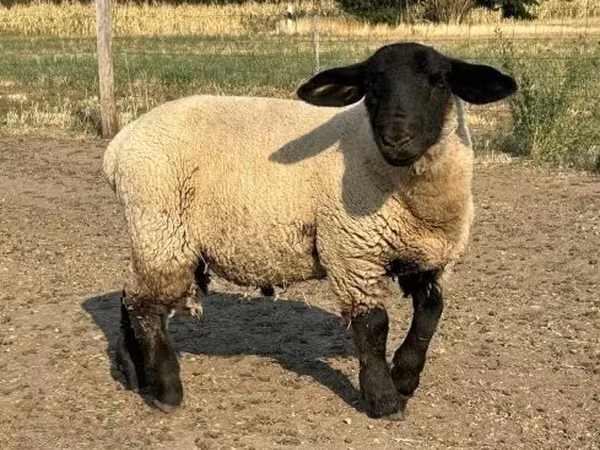 Bélier, White Suffolk sheep — Hongrie