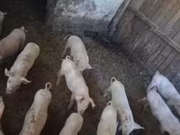 Świnie (partia, płeć nieokreślona), Świnie — zdjęcie 2