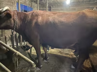 İnək, Swiss cattle — foto 3