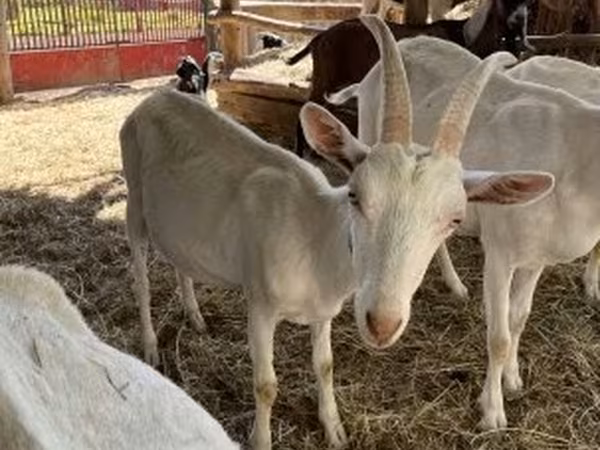 公山羊, Saanen goat