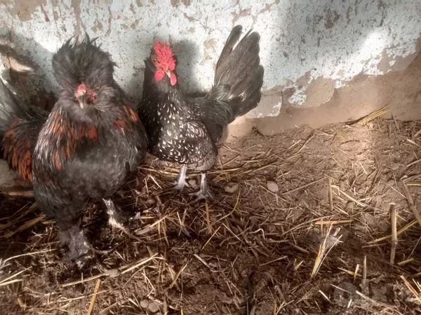 Japanski bantam
