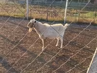 Taka, Boer goat — 3-rasm