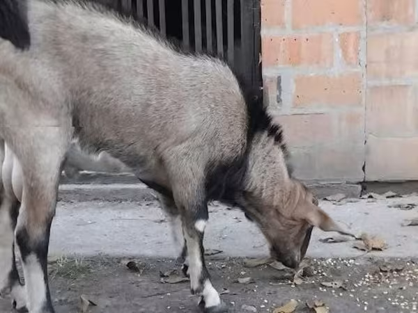 公山羊, Nubian Goat