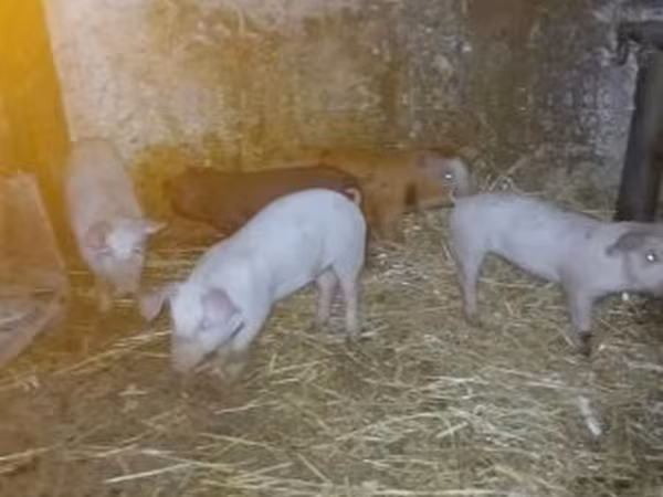 Säue, Schweine