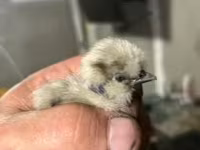 爪哇黑鸡 — 照片 6