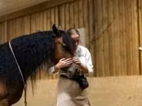Kobila, Friesian — fotografija 7