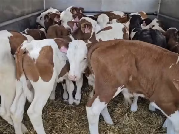 Byk, Simmental cattle