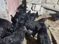 Australorp — fotografija 6