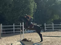 Kobila, Friesian sport horse — fotografija 2