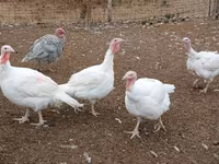 Turkeys — zdjęcie 1