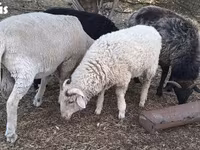 Ram, Merino sheep — photo 2