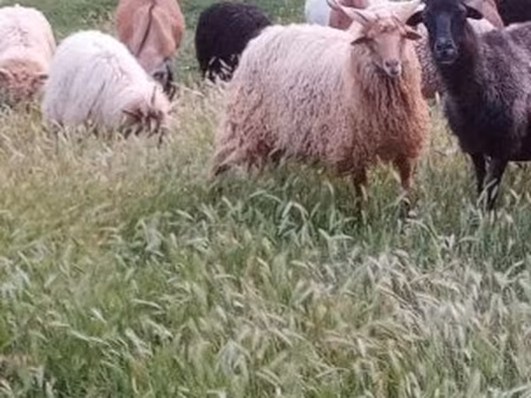 Carnero, Racka sheep