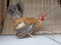 Chickens — Foto 2