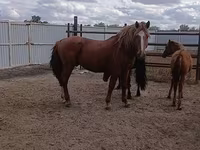At, Kushum Horse — foto 2
