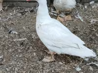 Ducks — Foto 2