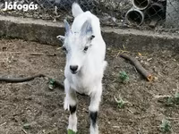 تيس, الماعز — الصورة 3