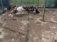 Turkeys — Foto 8