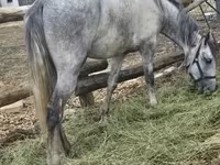 公马, Lipizzaner — 照片 7