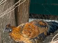 Chickens — 照片 8