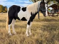 فرس, Gypsy horse — الصورة 2