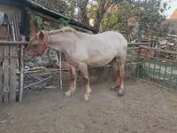 Koń, Konie — zdjęcie 2