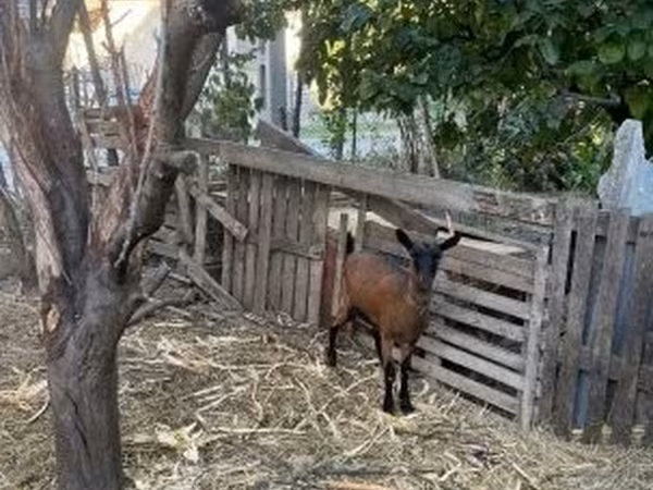 雌ヤギ, Alpine goat — ハンガリー