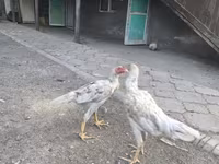 Shamo chickens — photo 3