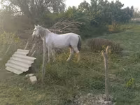 Pastuv, Azerbaijan horse — fotografija 5