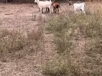母山羊, Goats — 照片 3