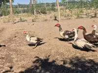 Ducks — Foto 5