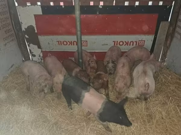 Verrat, Porcs — Hongrie