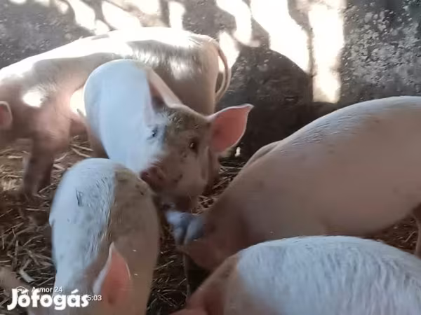 Locha,  — Węgry