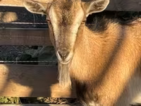 Koza, West African dwarf goats — fotografija 1