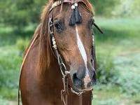 Kobila, Quarter Horse — fotografija 6