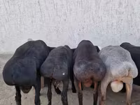 मेढ़ा, Arashan sheep — फ़ोटो 3