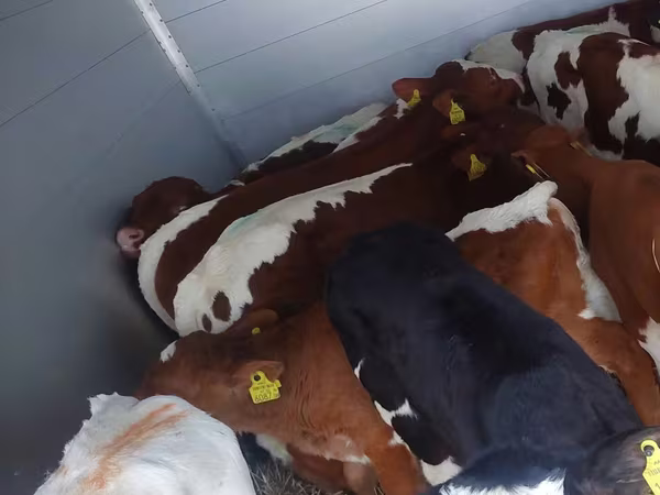 Bik, Simmental cattle