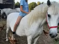 雌馬, Hungarian horse breed — 写真 2
