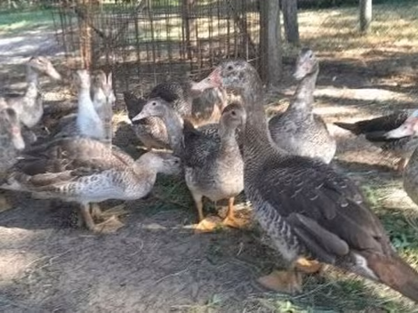 Ducks — Hungria